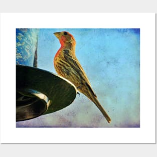 feeder finch Posters and Art